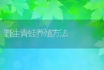 野生青蛙养殖方法