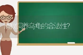 请教饲养乌龟的合法性？