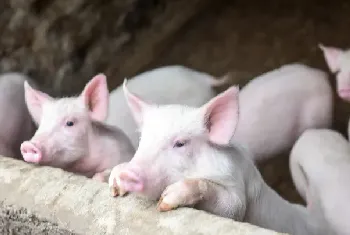 仔猪不吃食消瘦怎么办？