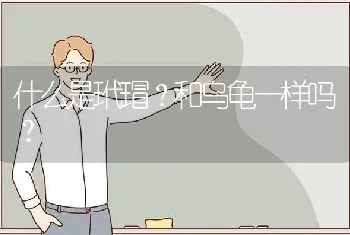 什么是玳瑁？和乌龟一样吗？