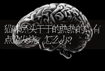 日本柴犬跟秋田有什么区别？哪种狗好看好养？