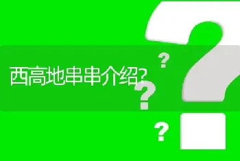 西高地串串介绍？