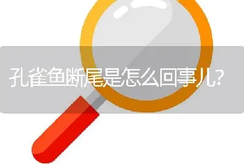 孔雀鱼断尾是怎么回事儿？