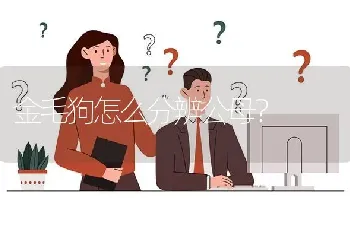 金毛狗怎么分辨公母？