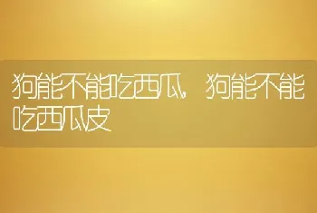 狗能不能吃西瓜，狗能不能吃西瓜皮