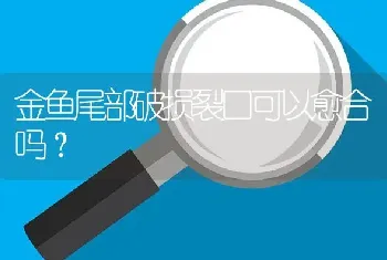 金鱼尾部破损裂口可以愈合吗？