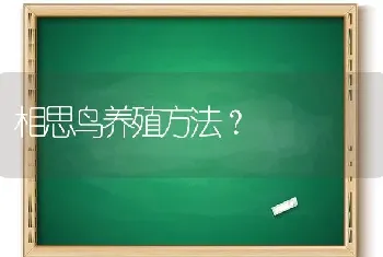 相思鸟养殖方法？