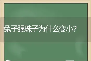 兔子眼珠子为什么变小？