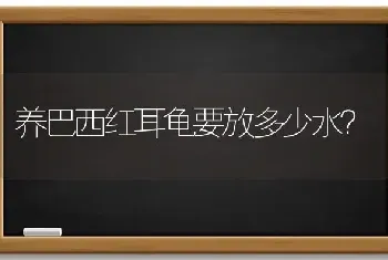 养巴西红耳龟要放多少水？