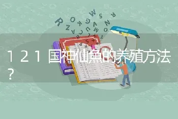 121国神仙魚的养殖方法？