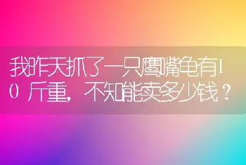 我昨天抓了一只鹰嘴龟有10斤重，不知能卖多少钱？