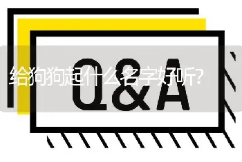 给狗狗起什么名字好听？