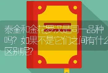 泰金和金花罗汉是同一品种吗？如果不是它们之间有什么区别呢？