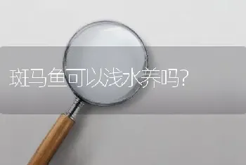 斑马鱼可以浅水养吗？