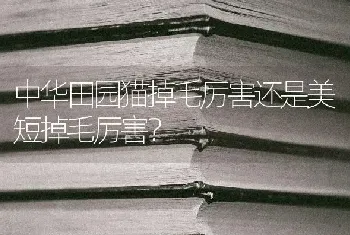 中华田园猫掉毛厉害还是美短掉毛厉害？