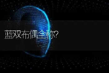 蓝双布偶全称？