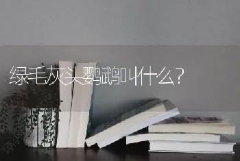 绿毛灰头鹦鹉叫什么？