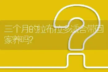 三个月的拉布拉多适合带回家养吗？