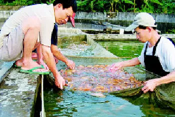 影响水产饲料水中稳定性的因素