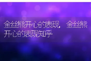 金丝熊开心的表现，金丝熊开心的表现知乎