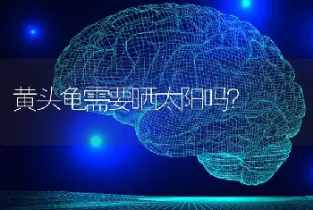 比熊泪痕重，把眼睛周围的毛都染颜色了。怎么办？