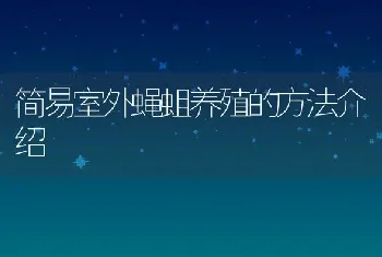 简易室外蝇蛆养殖的方法介绍