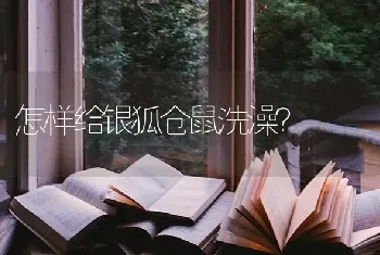 怎样给银狐仓鼠洗澡？