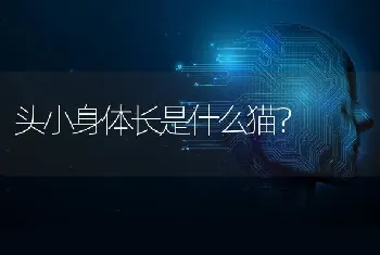 头小身体长是什么猫？