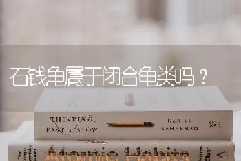 泰迪和比熊的后代叫什么？