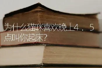 为什么猫咪喜欢晚上4.5点叫你起床？