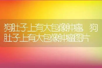 狗肚子上有大包像肿瘤，狗肚子上有大包像肿瘤图片