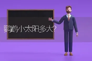 鹦鹉小太阳多大？