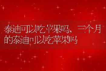 泰迪可以吃苹果吗，三个月的泰迪可以吃苹果吗