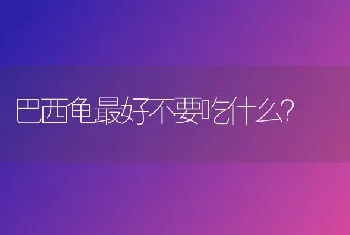 约克夏和比熊哪个更好养更听话更聪明一些？