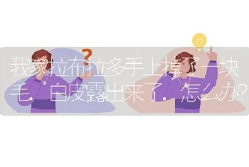 我家拉布拉多手上掉了一块毛.白皮露出来了.怎么办？