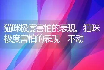 猫咪极度害怕的表现，猫咪极度害怕的表现 不动