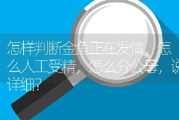 怎样判断金鱼正在发情，怎么人工受精