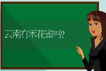 7个月的蓝猫注意事项？