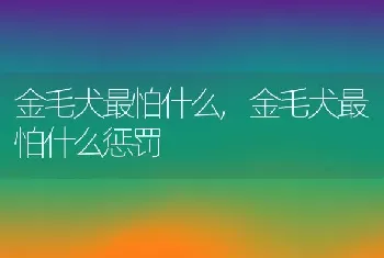 金毛犬最怕什么，金毛犬最怕什么惩罚