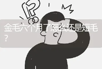 金毛六个月了怎么还是短毛？