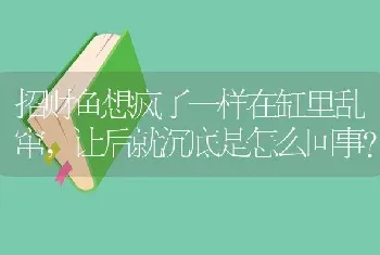 招财鱼想疯了一样在缸里乱窜,让后就沉底是怎么回事？