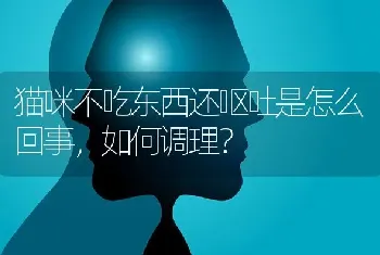 猫咪不吃东西还呕吐是怎么回事，如何调理？