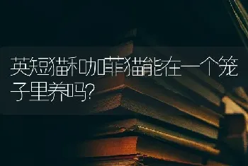 英短猫和加菲猫能在一个笼子里养吗？