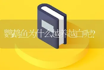 鹦鹉鱼为什么越养越白呢？