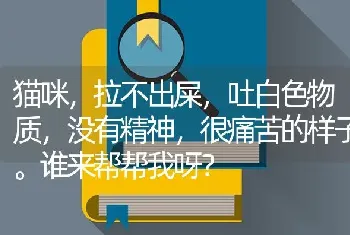 猫咪，拉不出屎，吐白色物质，没有精神，很痛苦的样子。谁来帮帮我呀？