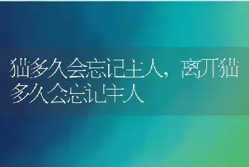 猫多久会忘记主人，离开猫多久会忘记主人