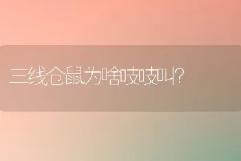 三线仓鼠为啥吱吱叫？