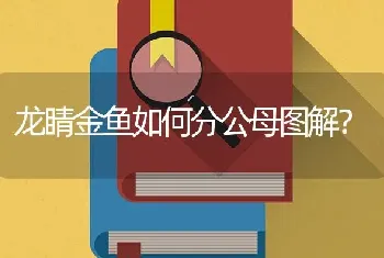 龙睛金鱼如何分公母图解？