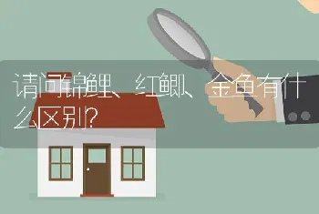 请问锦鲤、红鲫、金鱼有什么区别？