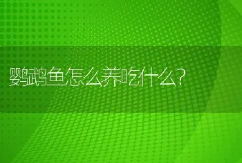 鹦鹉鱼怎么养吃什么？